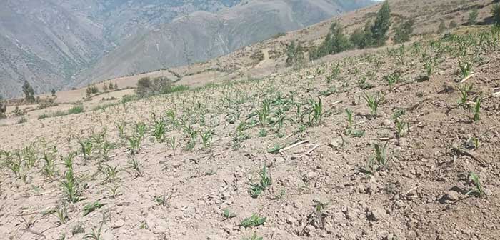Senamhi: escasez de lluvias y bajas temperaturas ponen en riesgo campaña agrícola 2025-2026 